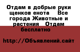 Отдам в добрые руки щенков енота. - Все города Животные и растения » Отдам бесплатно   